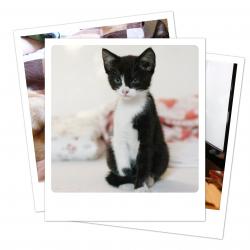 Polaroid Fotografie